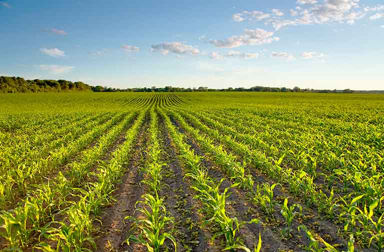Die Pflege von Maispflanzen und auch die Maisernte lassen sich durch GPS-geführte Traktoren effizienter gestalten..
