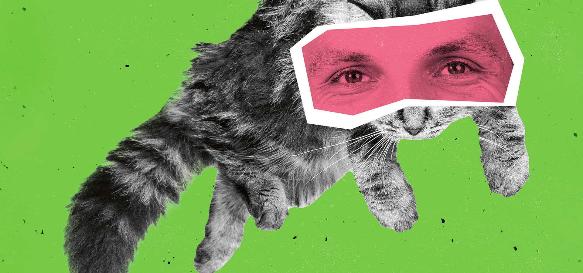 Katze deren Augenpartie mit einem Cutout menschlicher Augen überdeckt ist
