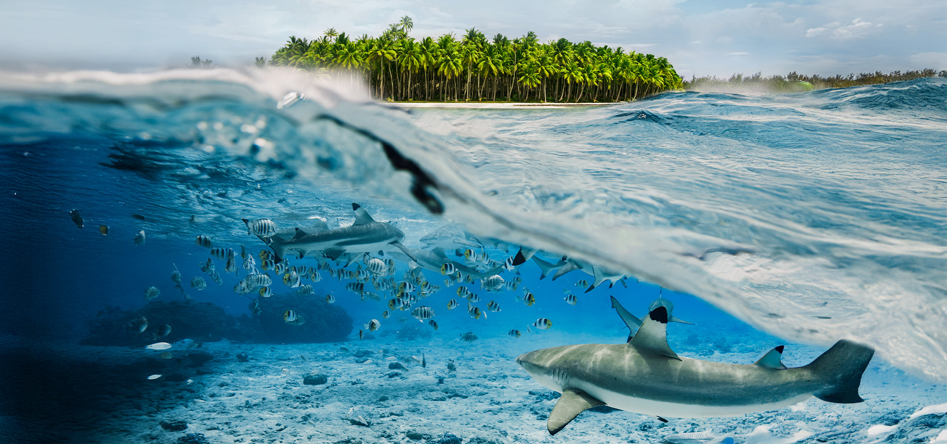 Tropische Insel im Hintergrund, im Vordergrund Unterwasseransicht mit Haien und Fischschwarm als Header-Motiv zum Thema digitale Souveränität und verborgene Risiken unter der Oberfläche